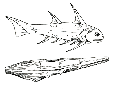 Figure 3.11: Silurian acanthodian fish (life restoration and spine). These fish reached lengths of up to 30 centimeters (1 foot).