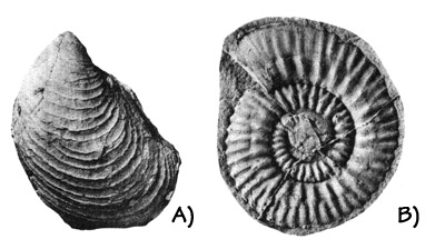Figure 3.37: Jurassic mollusks from northern Alaska. A) Bivalve, <em class='sp'>Aucella rugosa</em>, about 3 centimeters (1 inch). B) Ammonite, <em class='sp'>Reineckeia</em> sp., around 3 centimeters (1 inch).