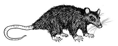 Figure 3.34: Restoration of Alphadon, a tiny marsupial mammal from the Cretaceous of southern Utah; up to 30 centimeters (12 inches) long.