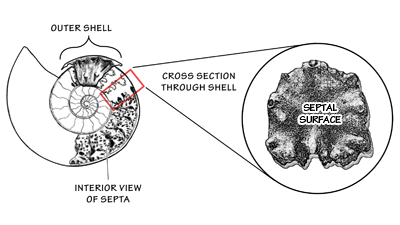 Ammonite shell break-away cross section; surface plane of a septum and sediment-filled chamber. 