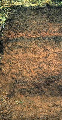 Figure 8.22: An example of an Andisol soil. These soils are formed from volcanic materials.