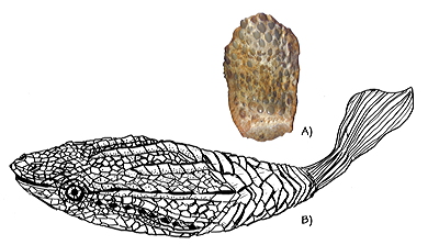 Figure 3.60: The jawless fossil fish Astraspis from the Ordovician Harding Sandstone of Colorado. A) One of the bony scutes that covered the fish's articulated exoskeleton, approximately 1 centimeter (0.4 inches) long. B) Restoration, about 30 centimeters (1 foot) long.