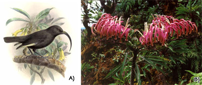 Figure 3.43: The Hawaiian Islands exhibit numerous examples of coevolution between bird and plant species. A) Extinct black mamo (<em class='sp'>Drepanis funerea</em>), and B) modern <em class='sp'>Trematolobelia</em> plant on O’ahu.
