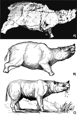 Figure 3.19: The “Blue Lake Rhino,” probably <em class='sp'>Diceratherium</em>. A) External cast made by applying plaster-soaked burlap to the sides of the hollow natural mold of the body, and then removing it in sections. Total length about 2.4 meters (7 feet). B) What the carcass may have looked like before it was covered with lava. C) Reconstruction of the living animal.