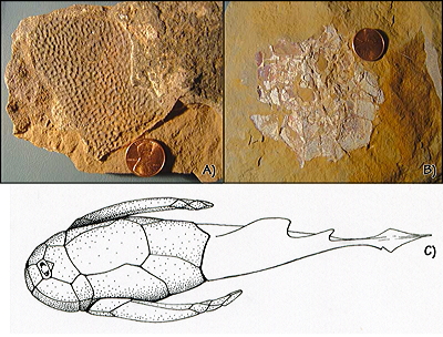 Figure 3.6: Placoderm fish from Devonian rocks near Payson, in northern Arizona. A) Textured dermal plates. B) Ventral median dermal plate. C) Life restoration of a placoderm, Bothriolepis, approximately 30 centimeters (12 inches) long.