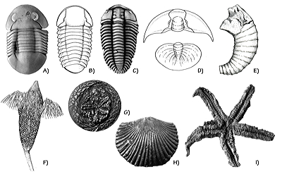 Figure 3.45: Ordovician marine invertebrates from the Basin and Range region (Bliss, El Paso, Montoya formations). A) Trilobite, Presbynileus, approximately 3.7 centimeters (1.5 inches) long. B) Trilobite, Illaenurus, approximately 4 centimeters (1.6 inches) long. C) Trilobite, Hintzeia, approximately 2.5 centimeters (1 inch) long. D) Trilobite, Briscoia (head and tail), approximately 2 centimeters (0.75 inches) wide. E) Nautiloid, Bisonoceras, approximately 10 centimeters (4 inches) long. F) Restoration of the world's oldest known crinoid, Titanocrinus sumralli, from the Ordovician of Utah, approximately 20 centimeters (8 inches) tall. G) Edrioasteroid (extinct group of encrusting echinoderms), approximately 7 millimeters (0.3 inches) wide. H) Brachiopod, Shoshonorthis, approximately 2 centimeters (0.75 inches) long. I) Sea star, 4 centimeters (1.6 inches) wide.