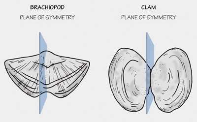 The difference between the shells of a typical brachiopod (left) and a typical bivalve mollusk (right).