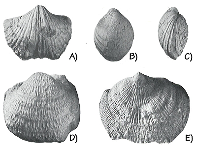 Figure 3.10: Pennsylvanian brachiopods from northern Arizona. A) Anthracospirifer, 2 centimeters (0.8 inches) wide. B) and C) Composita, 1.5 centimeters (0.7 inches) long. D) Pulchratia, 2 centimeters (0.8 inches) wide. E) Orthotetes, 4 centimeters (1.6 inches) wide.