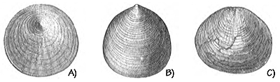 Figure 3.5. Cambrian brachiopods from the Colorado Plateau, each approximately 1 centimeter (0.4 inches) across. A) Acrothele subsidua. B) Obolella chromatica. C) Lingulella ella.