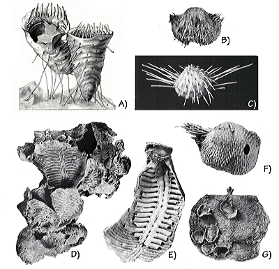 Figure 3.68: Capitan reef fossil brachiopods. A) Prorichtofenia permiana, approximately 6 centimeters (2.5 inches) tall. B) Ametoria residua, 3.7 centimeters (1.5 inches) wide. C) Grandaurispina sp., 8.5 centimeters (3.3 inches) wide. D) Collematra gregaria, cluster of large pedicle valves, 15 centimeters (6 inches) long. E) Collematra elongata, pedicle valve, 6.6 centimeters (2.6 inches) long. F) Penicularis subcostata, 5.7 centimeters (2.25 inches) wide. G) Bathymyonia sp., 4.6 centimeters (1.8 inches) wide.