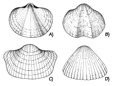 The difference between the shells of a typical brachiopod (left) and a typical bivalve mollusk (right). Most brachiopods have a plane of symmetry across the valves (shells), while most bivalves have a plane of symmetry between the valves.