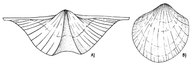 Figure 3.11. Devonian brachiopods from Iowa. A) <em class='sp'>Platyrachella</em> sp. [about 8 cm (3 inches) wide]. B) <em class='sp'>Atrypa devoniana</em> [about 3.5 cm (1.5 inches) wide].