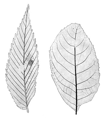 Figure 3.16: Fossil leaves of broadleaf (flowering) trees, from the Clarno Formation. Leaves are about 5 centimeters (2 inches) long.