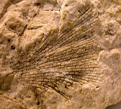 Figure 3.8: Fenestellid bryozoan from the Redwall Limestone, Grand Canyon; 5 centimeters (2 inches) wide.