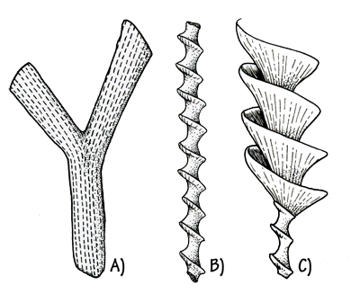 Figure 3.14: Bryozoans. A) <em class='sp'>Rhombopora</em> sp., Ordovician. About 5–10 cm (2–4 inches) long. B) <em class='sp'>Archimedes</em> sp., Carboniferous. <em class='sp'>Archimedes</em> colonies consisted of a screw-shaped axis, with a spiral fan connected to the “threads” of the screw. The tiny bryozoan animals lived in chambers on the fan. In some localities, thousands of these “fossil screws” cover the ground. They are usually less than an inch long. C) <em class='sp'>Archimedes</em> life reconstruction.