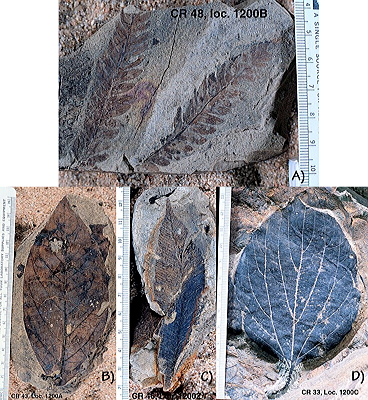 Figure 3.62: Fossils from an early Paleocene rainforest, at Castle Rock, alongside Interstate 25 near Denver, Colorado. Some of the fossil leaves are so well preserved that original leaf material is present. A) Undescribed fern leaves. This split slab of rock shows the abundance of fossil leaves at the site. B) An undescribed angiosperm species. This specimen shows insect damage. C) Allantodiopsis erosa. The elongated tip of this leaf is called a "drip tip," which helps the leaf shed water in very wet conditions. Drip tips are common in modern tropical rainforests. D) "Zizyphus" fibrillosus. This leaf may be related to the modern buckthorn.