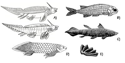 Figure 3.17: Fish of the Chinle Formation. A) Skeleton (top) and restoration (bottom) of the freshwater shark Xenacanthus; approximately 30 centimeters (1 foot) long. B) Restoration of the ray-finned fish Australosomus; approximately 6 centimeters (1.5 inches) long. C) Restoration of the coelacanth Chinlea; approximately 1.5 meters (5 feet) long. D) Restoration of the lungfish Ceratodus; approximately 1.2 meters (48 inches) long. E) Ceratodus tooth; approximately 5 centimeters (2 inches) wide.