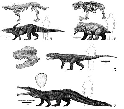 Figure 3.19: Non-dinosaur tetrapods from the Chinle Formation. A) Skeleton and restoration of the armored aetosaur reptile Desmatosuchus, approximately 4.5 meters (15 feet) long. B) Skeleton and restoration of the synapsid reptile Placerias, approximately 3.5 meters (11.5 feet) long. C) Skull and restoration of the carnivorous reptile Postosuchus, approximately 4–5 meters (13–16 feet) long. D) Tooth and restoration of the phytosaur Smilosuchus, approximately 4 meters (13 feet) long.