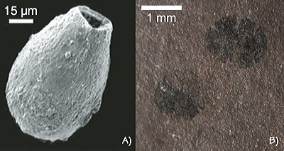 Figure 3.4: Microfossils from the late Proterozoic Chuar Group. A) A "vase-shaped microfossil" (VSM), thought to be the shell of an amoeba-like, single-celled organism (protist). B) Chuaria, a common acritarch fossil of uncertain affinities, most likely the resting stage of a single-celled eukaryote (protist).