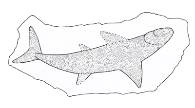 Figure 3.18: <em class='sp'>Cladoselache</em>, a shark about 1.2-meter-long (4-foot-long).