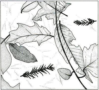 Figure 3.59: A slab of leaves from the Clarkia flora, about 13 centimeters (5 inches) across.