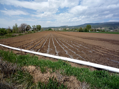 Figure 7.14: A farm in Paonia, Colorado irrigates this field of rich Mollisols with a system of channels.