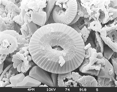 Figure 3.21: A microscopic view of chalk, showing that it is composed almost completely of the shells of protists called coccolithophores. Scale bar = 4 nanometers (4 x 10-9 meters; about 0.0000001575 inches).
