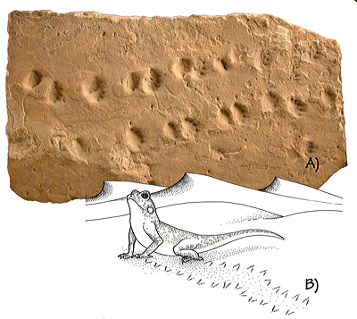 Figure 3.11: Permian dune deposits. A) Tetrapod tracks from the Coconino Sandstone. B) Life restoration of the track-maker, a small reptile.