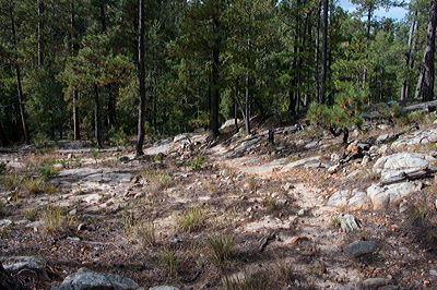 Figure 7.13: Pale-colored, leached Alfisols are exposed on this path in Coconino National Forest, Arizona.