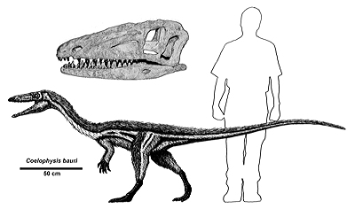 Figure 3.18: Skull and restoration of the Triassic theropod dinosaur Coelophysis, approximately 2.5 meters (8 feet) long.
