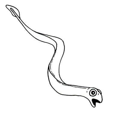 Restoration of a live conodont animal. Length 2–4 centimeters (1–2 inches).