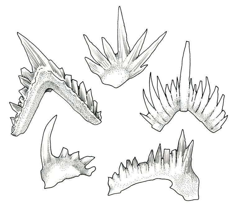 Isolated conodont elements (Silurian).