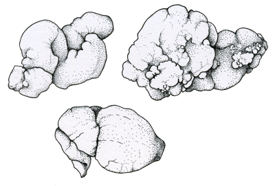 Figure 3.54: Coprolites from the Cretaceous Smoky Hill Chalk of Kansas.