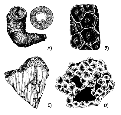 Figure 3.2: Corals. A) Solitary rugose (“horn”) coral, <em class='sp'>Campophyllum</em>, up to 20 centimeters (8 inches) long, Devonian. B) Colonial rugose coral, <em class='sp'>Lithostrotion</em>, Carboniferous. C) Tabulate coral, <em class='sp'>Favosites</em>, Devonian. D) Colonial scleractinian coral, <em class='sp'>Kompsasteria</em>, Triassic, Alaska.