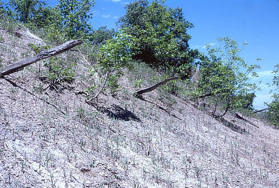 Figure 10.15: These fenceposts along the Sheyenne River Valley in North Dakota lean downhill under the influence of soil creep, while the trees near them bend uphill to compensate.