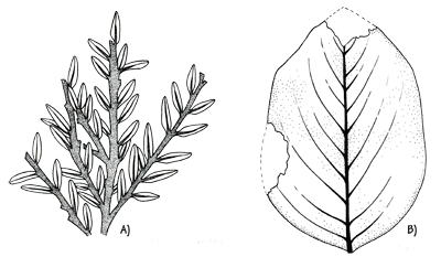 Figure 3.28: Cretaceous fossil leaves from Minnesota. A) <em class='sp'>Metasequoia</em> sp. Leaves about 0.25 cm (0.1 inch) long. B) <em class='sp'>Magnolia</em> sp. Leaf about 12 cm (5 inches) long.
