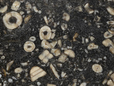 Figure 3.36: Polished slab of limestone made up almost completely of crinoid bits and pieces, seen under a microscope.