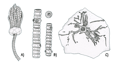 Figure 3.20: Crinoids from the Mississippian of Indiana. A) Crown and stem; about 15 cm (6 inches) long. B) Stem fragments. C) Holdfast; about 8 cm (3 inches) across.