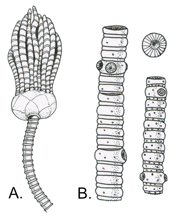 A) Crown and stem, about 15 centimeters (6 inches) long. B) Stem fragments.