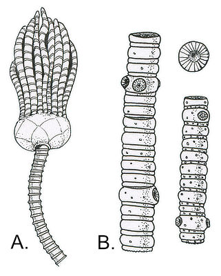 (A) Crown and stem, about 15 centimeters (6 inches) long. (B) Stem fragments.