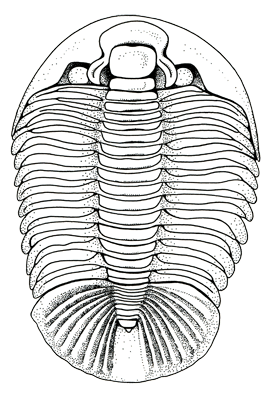 Figure 3.4. Trilobite. <em class='sp'>Dikelocephalus</em>. Figure 3.5. Hyolithid. About 1–2 cm Length about 2 cm (1 inch).