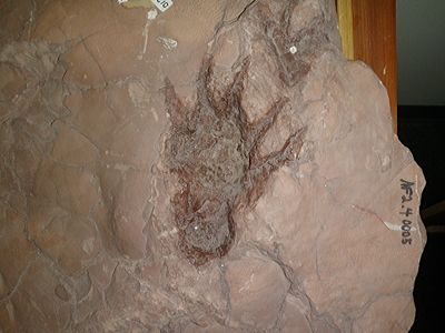 Figure 3.54: Possible footprint of Dimetrodon (see also Figure 3.12), from the Abo Formation at Prehistoric Trackways National Monument.