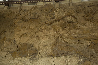 Figure 3.26: The Wall of Bones at Dinosaur National Monument, Colorado and Utah.