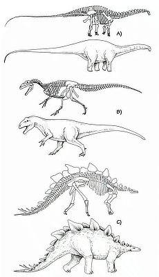 Figure 3.25: Some common and familiar dinosaurs from the Morrison Formation. A) Apatosaurus (approximately 23 meters [75 feet] long), skeleton and restoration; B) Allosaurus (approximately 8.5 meters [28 feet] long), skeleton and restoration; C) Stegosaurus (approximately 9 meters [30 feet] long), skeleton and restoration.