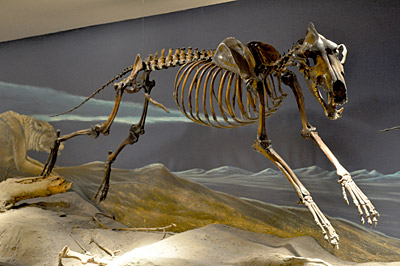 Figure 3.32: Skeleton of the most common large mammal at the site, the dire wolf, <em class='sp'>Canis dirus</em>.