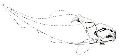Figure 3.19: <em class='sp'>Dunkleosteus</em>. The dotted lines show inferred shape of the unpreserved part of the body. Total length was probably about 9 meters (30 feet).