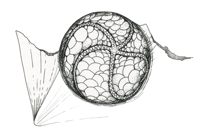 Figure 3.21: Edrioasteroid, <em class='sp'>Isorophus cinicinnatiensis</em>, attached to a bivalve shell. Ordovician. About 2 cm (about 1 inch) across.