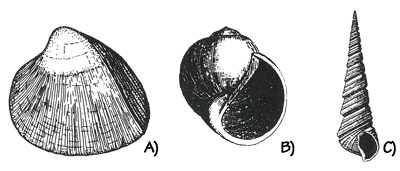 Figure 3.27: Eocene marine mollusks from Washington, Oregon, and California. A) Bivalve, <em class='sp'>Nemocardium</em>, about 3 centimeters (1.3 inches). B) Gastropod, <em class='sp'>Natica</em>, about 2 centimeters (1 inch). C) Gastropod, <em class='sp'>Turritella</em>, about 3 centimeters (1.3 inches).