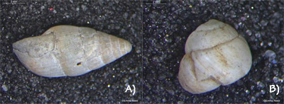 Figure 3.44: Extinct Hawaiian land snails. A) <em class='sp'>Leptachatina</em> sp., roughly 12 millimeters (0.5 inches) long. B) <em class='sp'>Orobophana juddii</em>, roughly 6 millimeters across (0.2 inches).