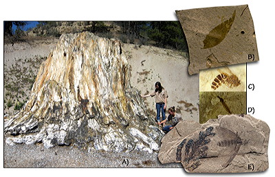 Figure 3.66: Fossil plants and insects from the Florissant Fossil Beds of Colorado. A) Fossil redwood stump, approximately 2 meters (6 feet) in diameter. B) Fossil angiosperm leaf, slab approximately 5 centimeters (2 inches) across. C) Fossil wasp, Palaeovespa florissantia, approximately 2 centimeters (0.8 inches) long. D) Crane fly, approximately 2.5 centimeters (1 inch) long. E) Wasp and cypress leaves, approximately 5 centimeters (2 inches) long.